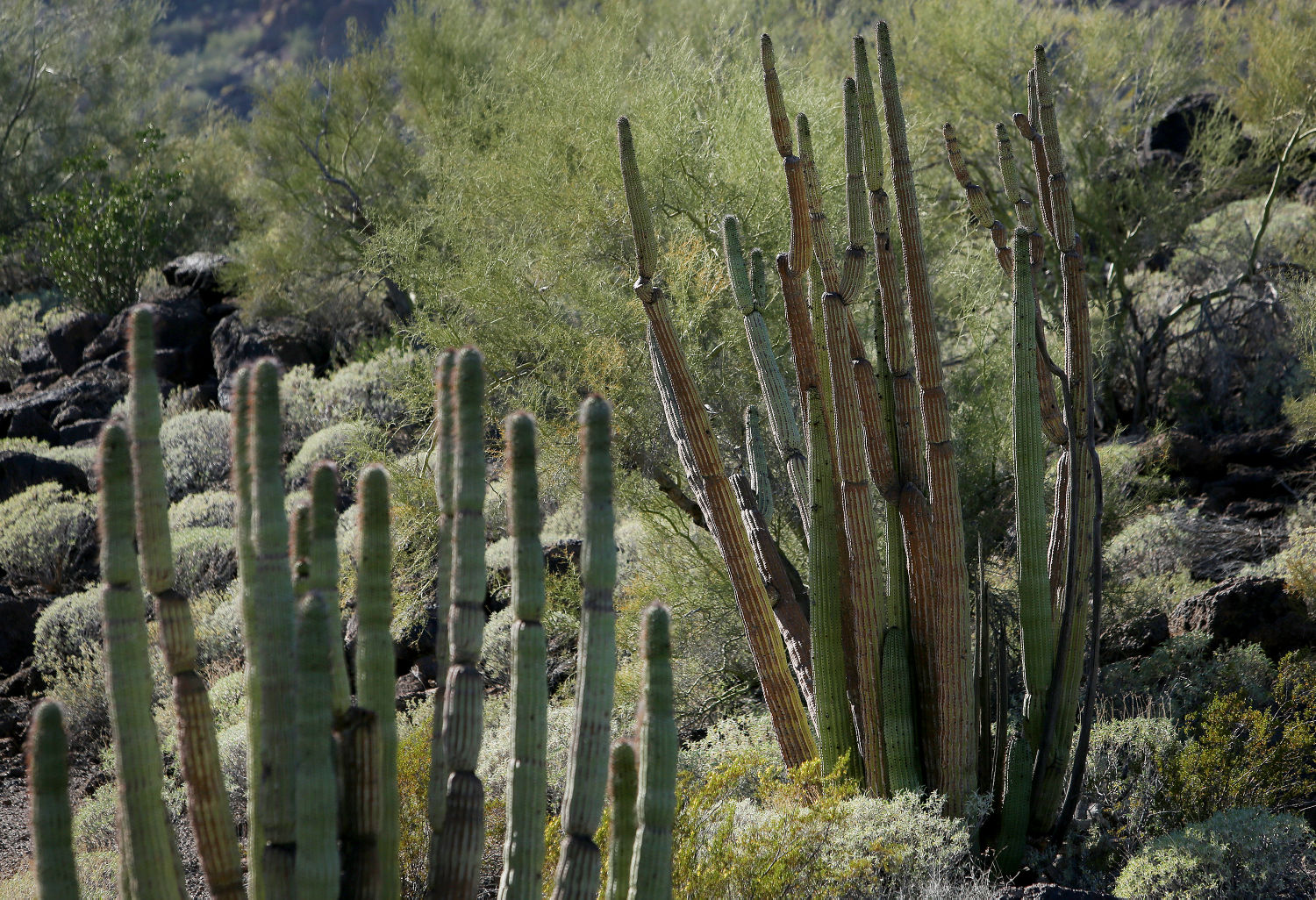 Organ Pipe Cactus National Monument